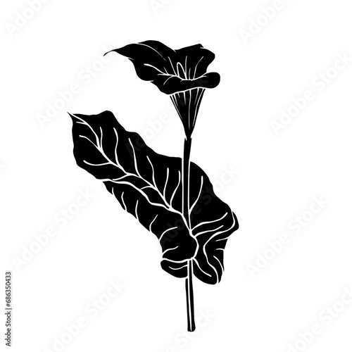 Silhouette of calla flower.Decorative botanical element.Vector graphics.