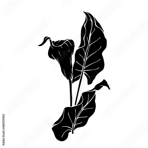 Silhouette of calla flower.Decorative botanical element.Vector graphics.