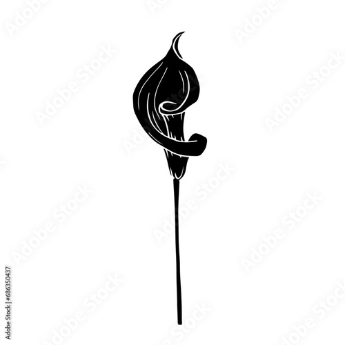Silhouette of calla flower.Decorative botanical element.Vector graphics.