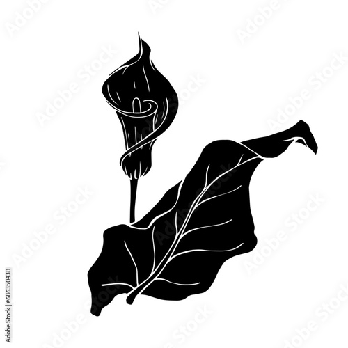 Silhouette of calla flower.Decorative botanical element.Vector graphics.