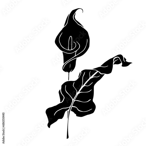 Silhouette of calla flower.Decorative botanical element.Vector graphics.