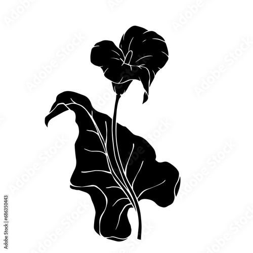 Silhouette of calla flower.Decorative botanical element.Vector graphics.