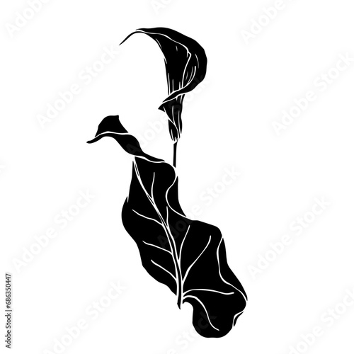 Silhouette of calla flower.Decorative botanical element.Vector graphics.