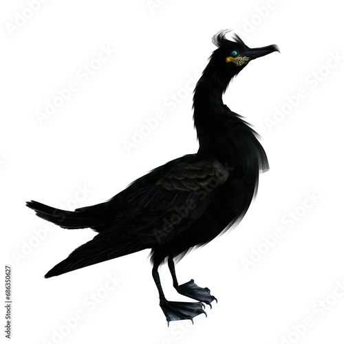 European shag  Gulosus aristotelis  also known as common shag  standing with folded wings  seen from the side  on isolated background. 3D illustration. 