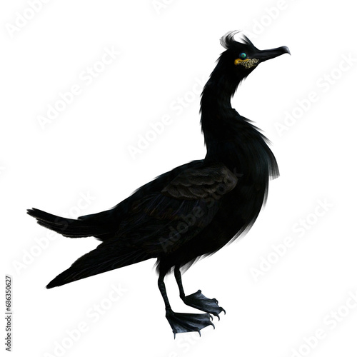 Fotografie European shag, Gulosus aristotelis, also known as common shag, standing with folded wings, seen from the side, on isolated background