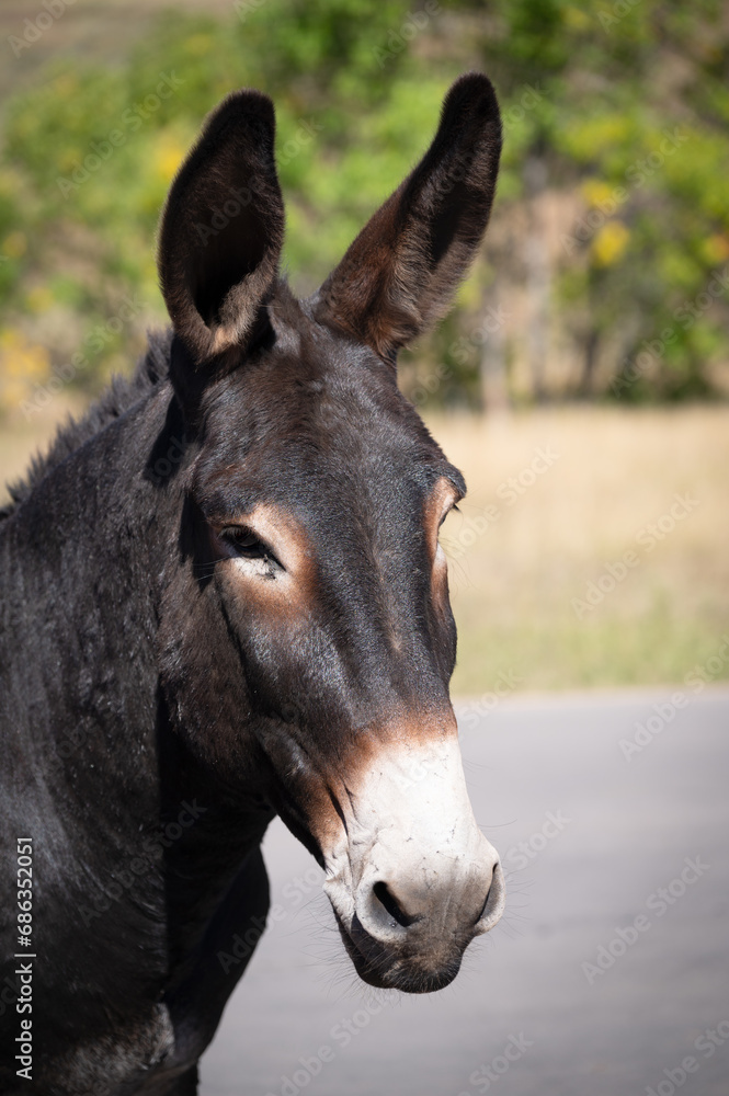 Portrait of a wild burro in Custer State Park, South Dakota. Portrait of a wild burro in Custer State Park, South Dakota.