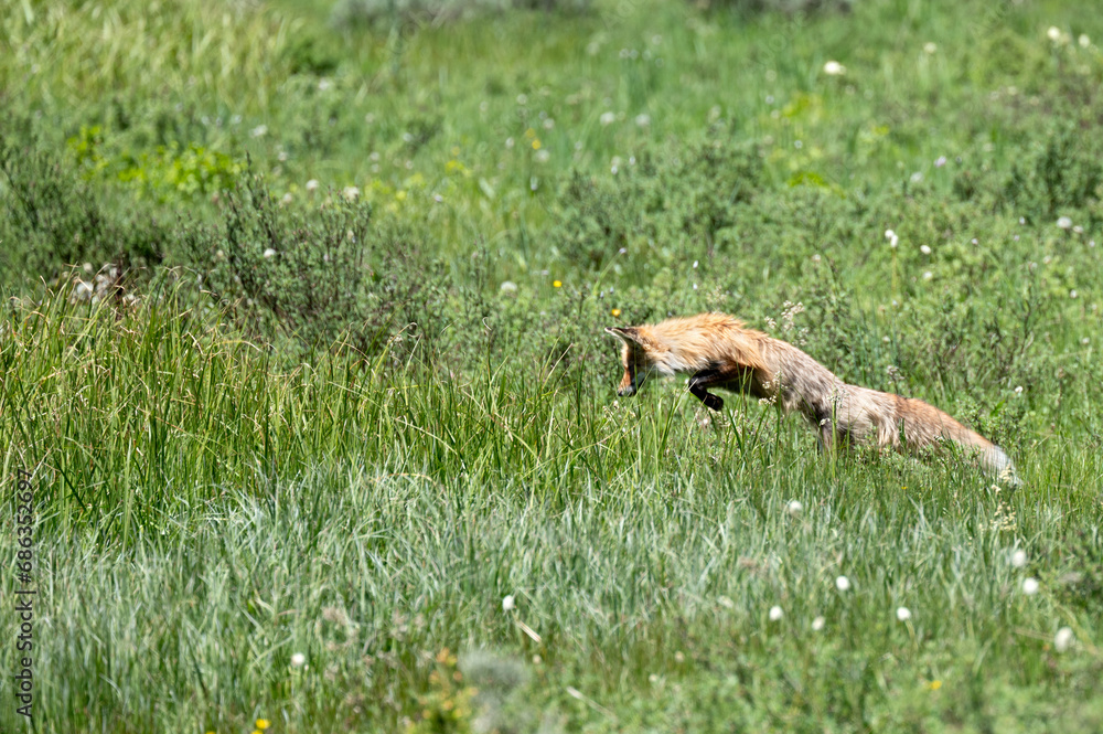 Red Fox Hunting Red Fox Hunting