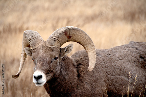 Closeup of a big horn sheep ram.