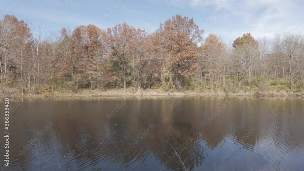 Sunny Fall Day at a peaceful pond at a nature animal reserve with forest landscape in the background and blue sky Sunny Fall Day at a peaceful pond at a nature animal reserve with forest landscape in the background and blue sky
