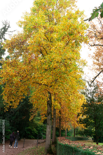 Le paysage joli en automne avec les couleurs vives