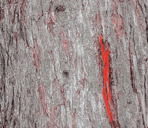 Vector illustration of Larix decidua or European Larch bark texture. Close up.