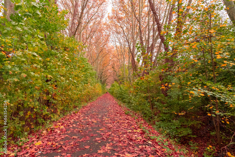 une voie avec les feuilles Jaunes rouges en Automne