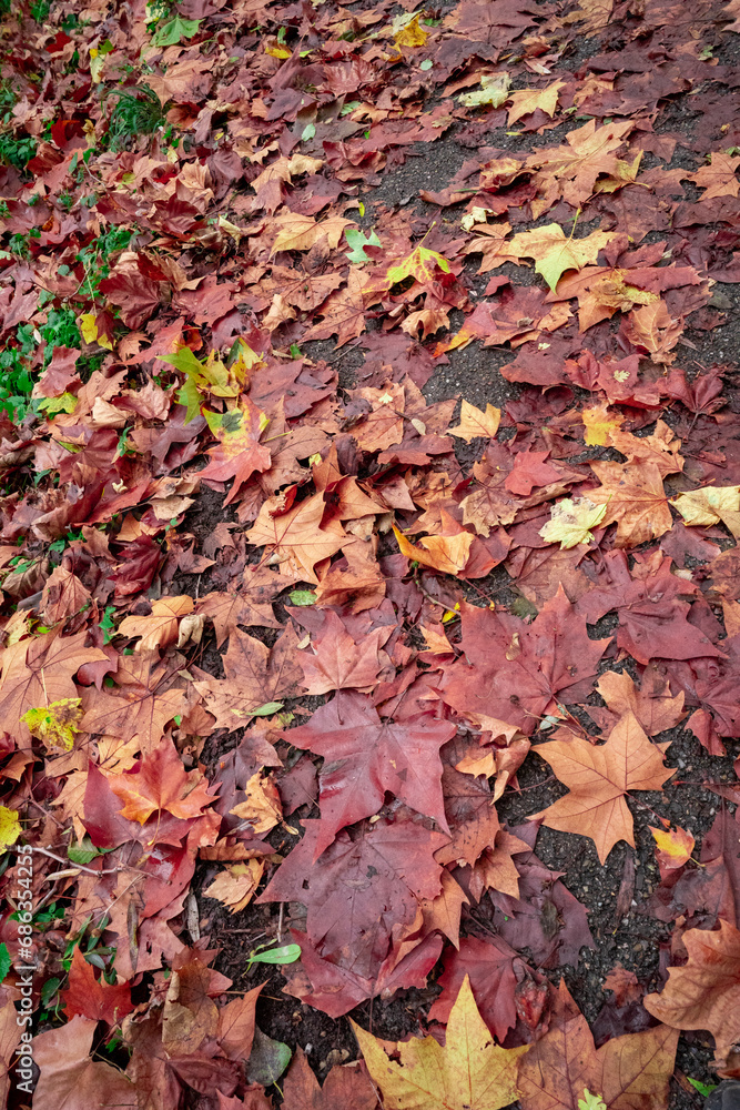 feuilles de automne par terre feuilles de automne par terre