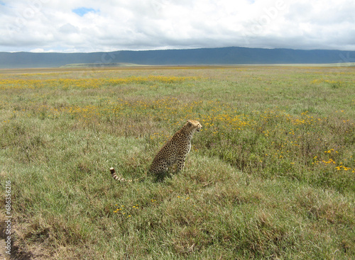 Gepard in Ngorongoro Crater, Tanzania, sitting in a grassland looking for prey