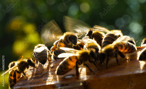 Over an open hive in the evening. The photo was taken against sunlight. The abdomens of some bees are illuminated by evening sunlight. The beauty is complemented by the blurred movements of the wings.