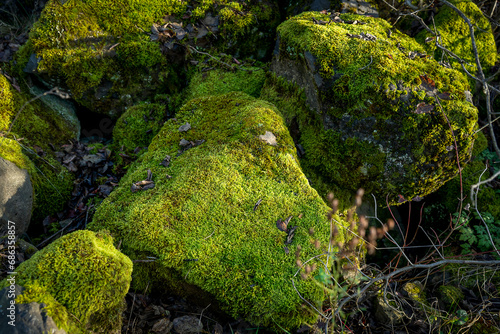 Green moss in the fall forest. Lush moss growing on a rock in the forest.