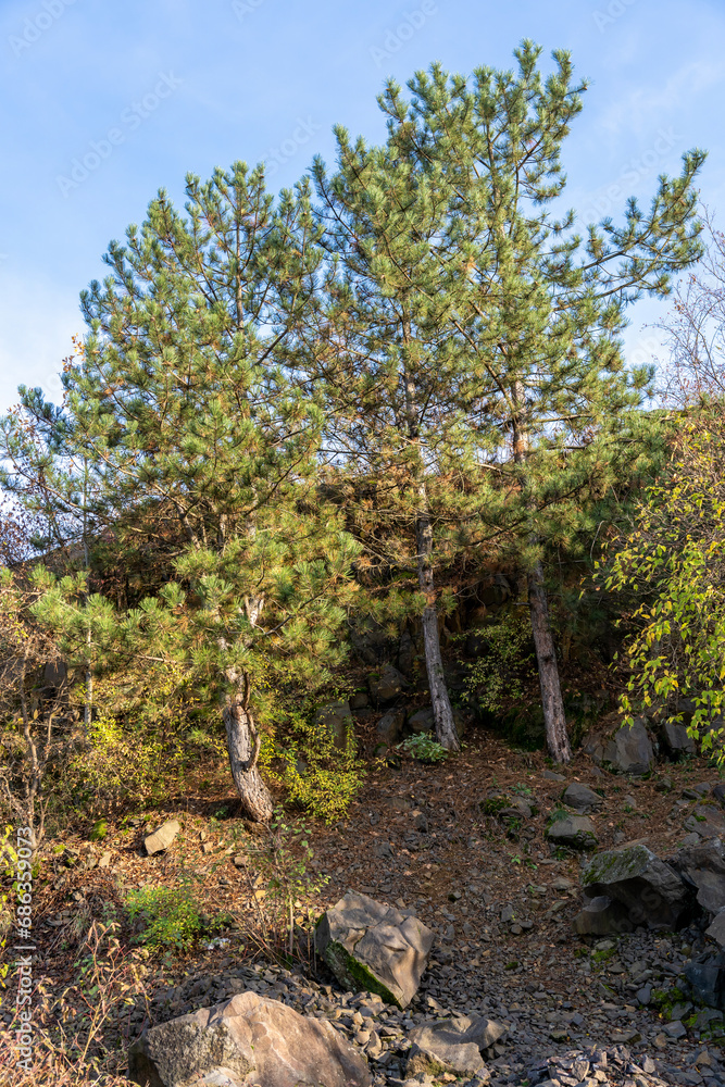 Background wild rocks, nature, Tree grows on rocks. 