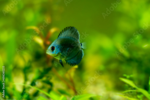 A blue discus in a freshwater aquarium. Symphysodon aequifasciatus is a freshwater fish with colorful, graceful, bright coloration photo