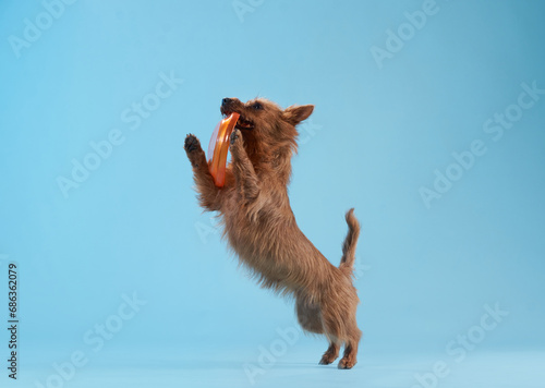 Australian Terrier in mid-leap against a blue backdrop, enthusiastically grabbing a disk