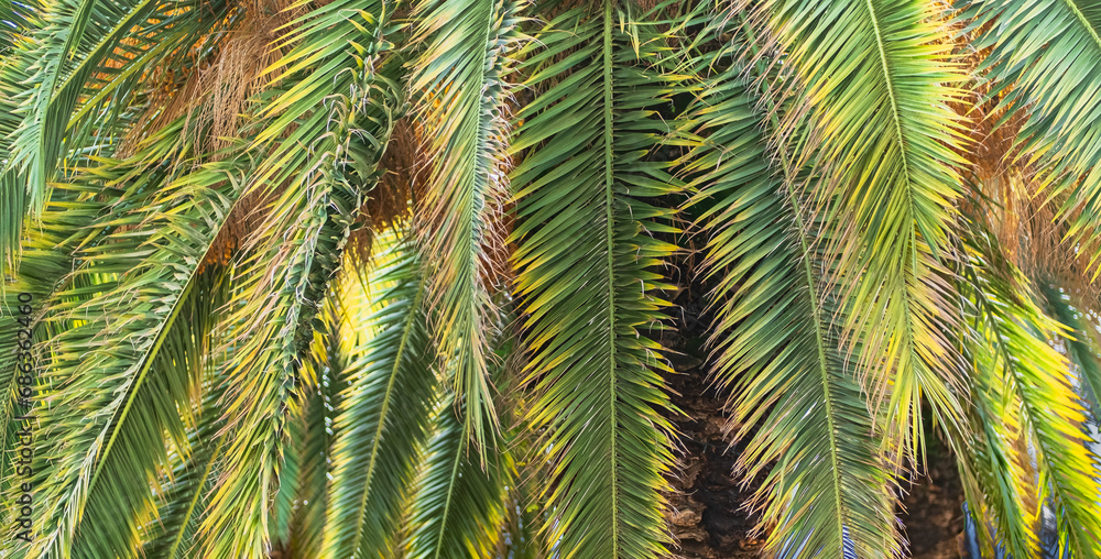 Tropical palm leaves, floral pattern background, Nature background of green leaves. Green tropical palm tree. Tropical palm leaves, floral pattern background, Nature background of green leaves. Green tropical palm tree.