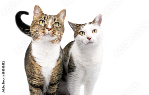 A pair of two shorthair cats standing together