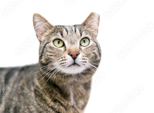 A brown tabby cat that has been eartipped to identify it as spayed or neutered and vaccinated
