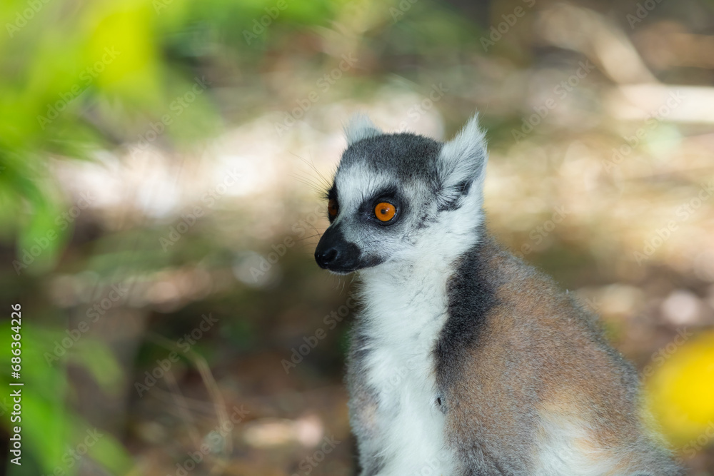 ring-tailed gray lemur in natural environment Madagascar.Close-up, cute primate