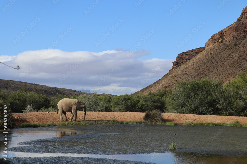 Fototapeta premium éléphant marchant près d'un lac suivi de montagne dans leur milieu naturel
