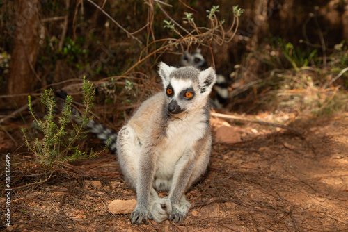 ring-tailed gray lemur in natural environment Madagascar.Close-up, cute primate © Elena