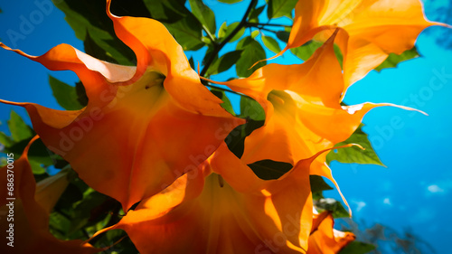 angel's trumpet flower blossom