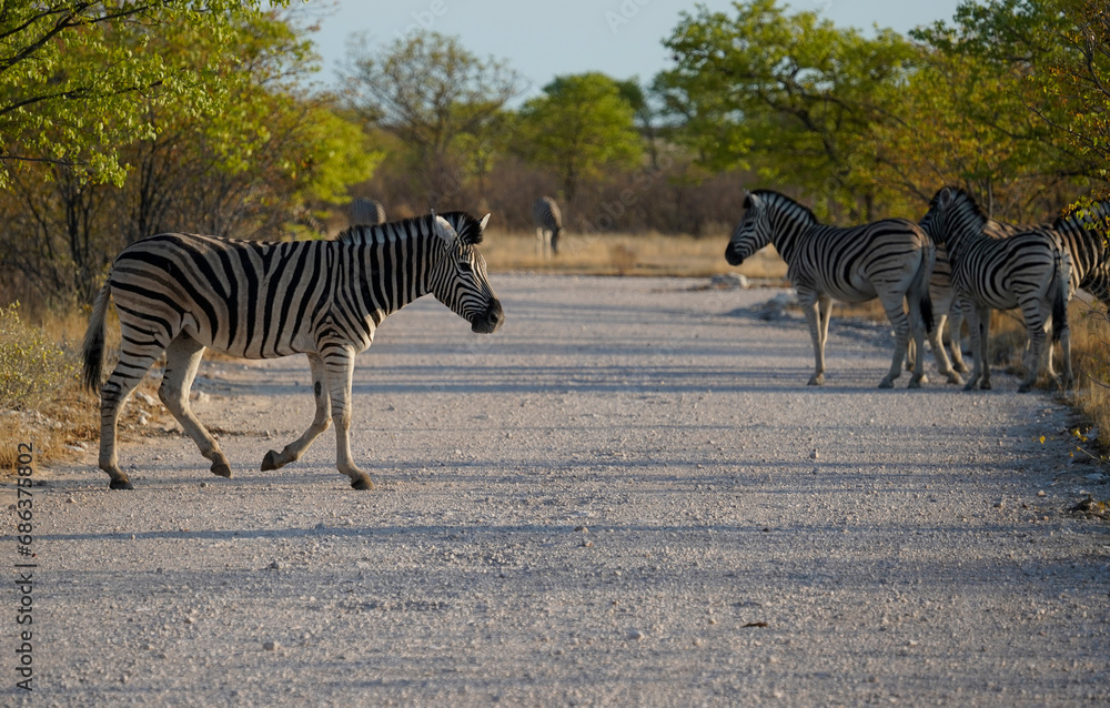 Fototapeta premium Herd of zebra near the road, Etosha National Park, Namibia 