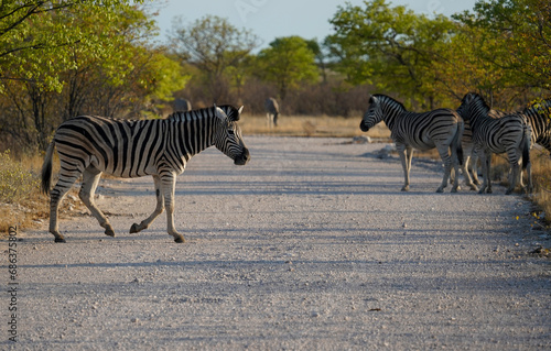 Herd of zebra near the road  Etosha National Park  Namibia 