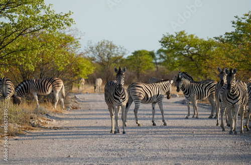 A herd of zebras on the road in Etosha National Park  Namibia 