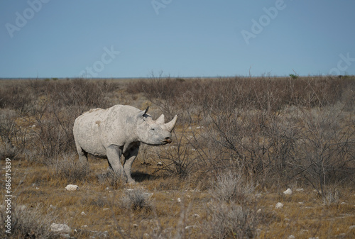 Black rhino walking in the Etosha National Park, Namibia 