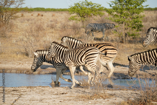 Zebras at the water hole in Etosha National park  Namibia  