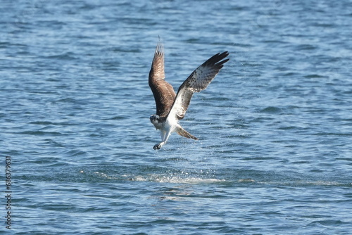 osprey is hunting a fish