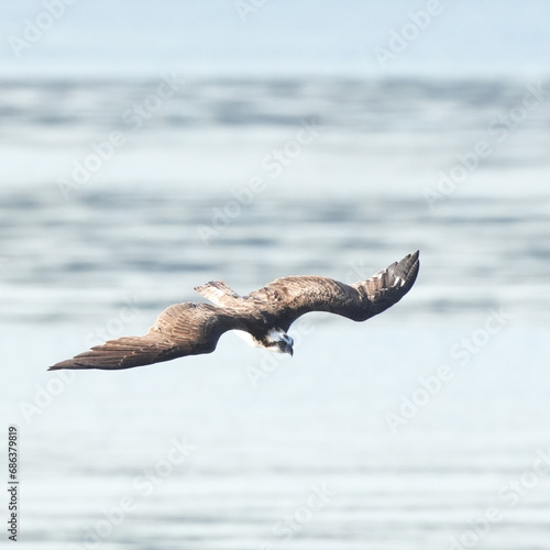 osprey is hunting a fish