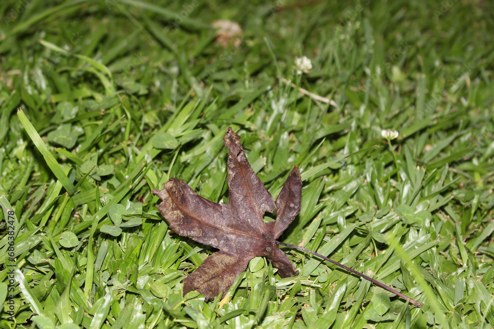 dry fallen leaf on green lawn. green and brown leaves. details of nature. colors of nature.