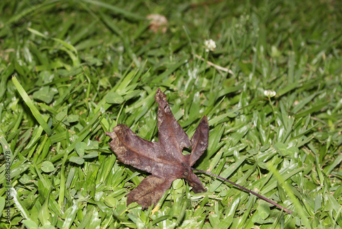 dry fallen leaf on green lawn. green and brown leaves. details of nature. colors of nature. © Mauri