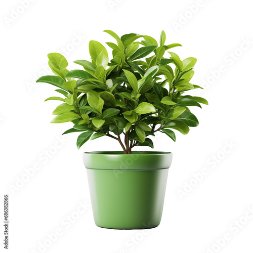 Bright green plant in a stylish green pot, cut out - stock png. 