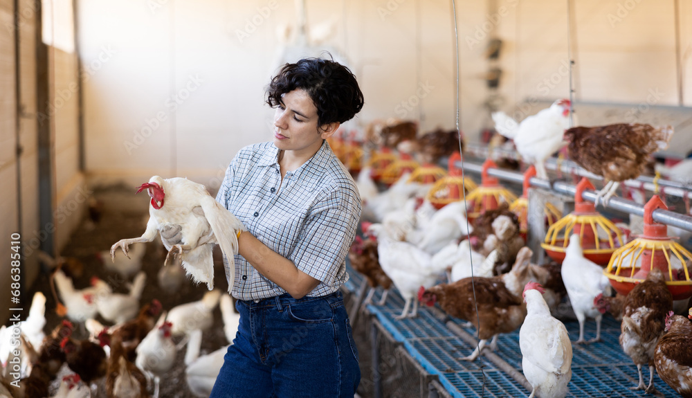 young Latin woman farmer worker in gloves taking care of chicken during work in henhouse, indoors