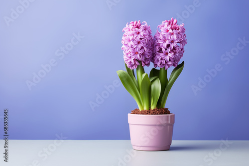 Purple hyacinth in a flower pot stands on a table on a blue background