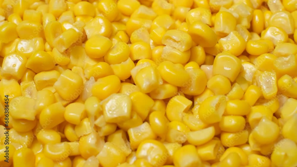 Fresh corn rotates in a circle. Corn background. The concept of agriculture Fresh corn rotates in a circle. Corn background. The concept of agriculture