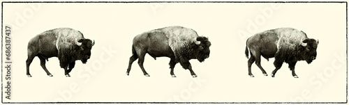 three bison walking, grand teton national park photo