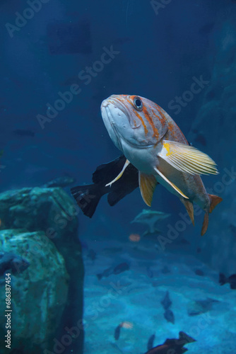 Canary rockfish swimming photo