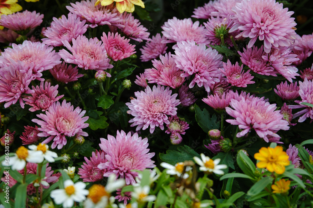 Obraz premium Colorful bloom flowers background