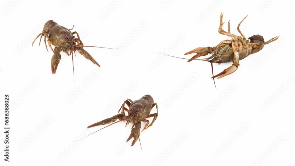 lobster crab on white background isolated set lobster crab on white background isolated set