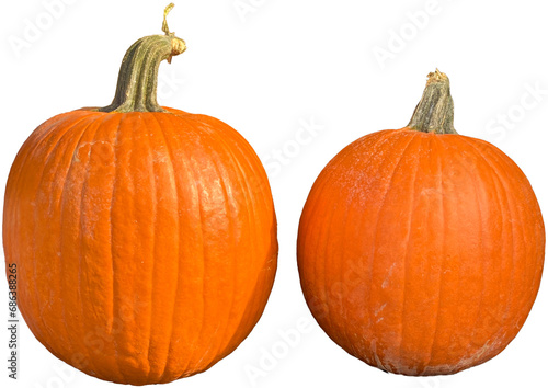 Two Pumpkins © Shauna