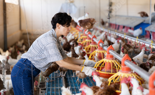 Focused Latin female farmer in plaid shirt controling chicken feeding on henhouse, indoors photo
