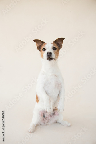 Jack Russell Terrier Balancing on Hind Legs. dog in studio